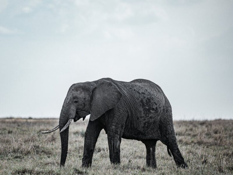 Large elephant with tusks