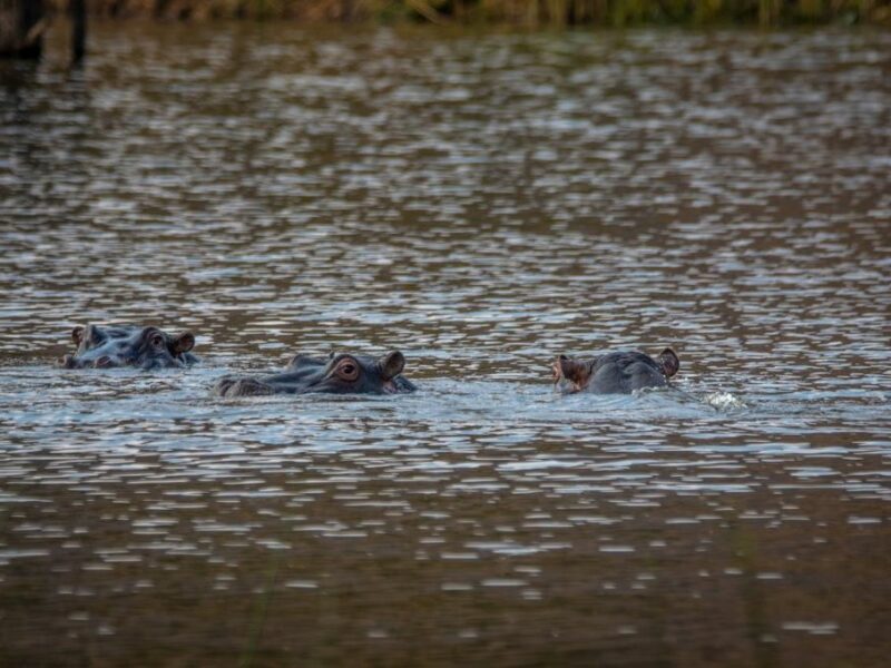 hippos in the water