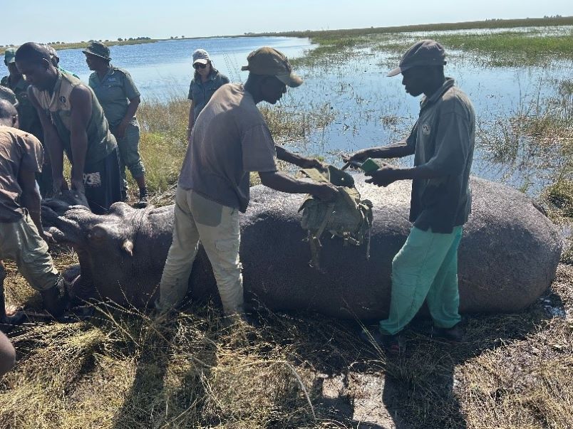 successful Hippo hunt with locals