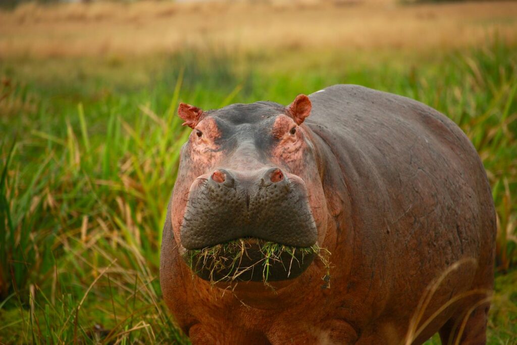 Hippo in grass