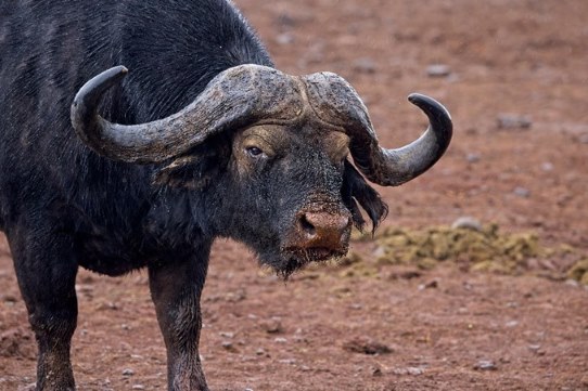 Cape Buffalo aka Black Death