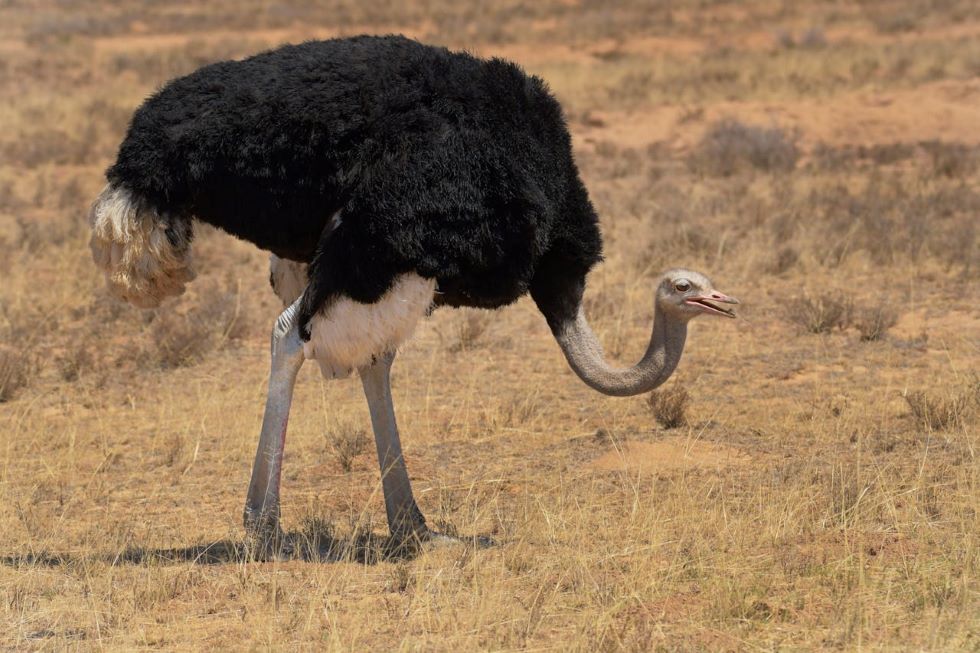 Male Ostrich