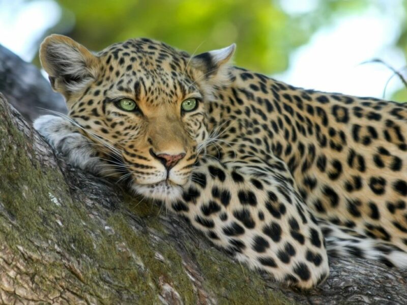 Close up of a leopard lying in a tree