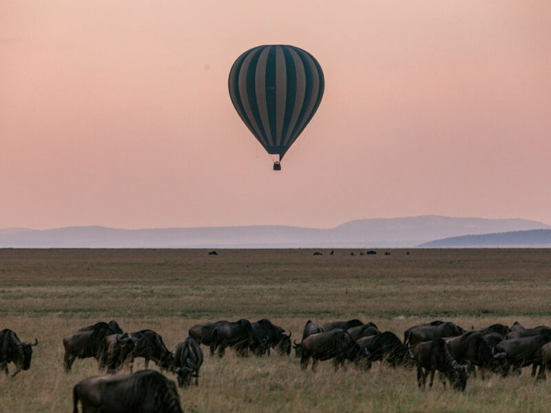 Wildebees Serengeti migration with hot air baloon