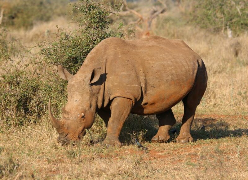 Rhino in the wild