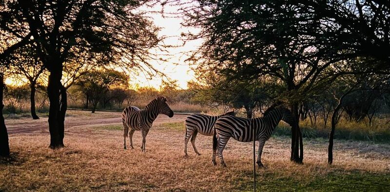 Three zebras in the wild, standing under a tree