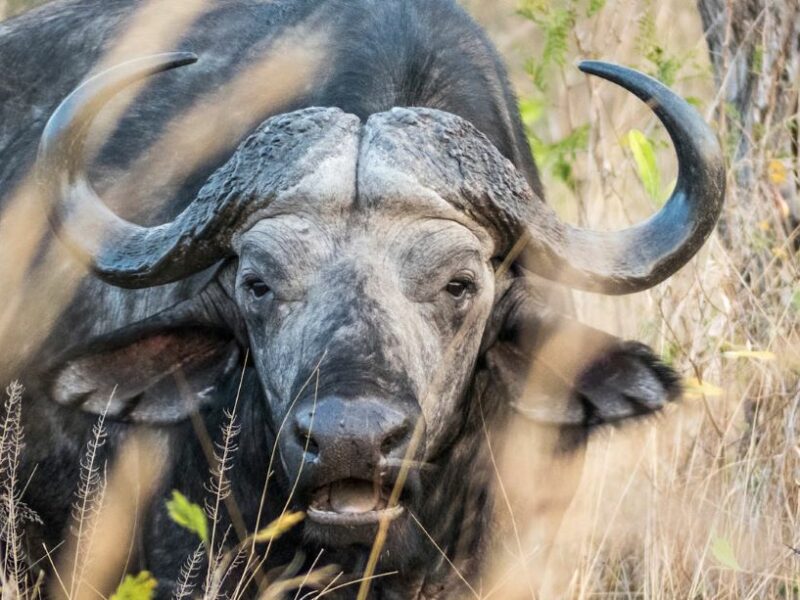 Cape Buffalo front view