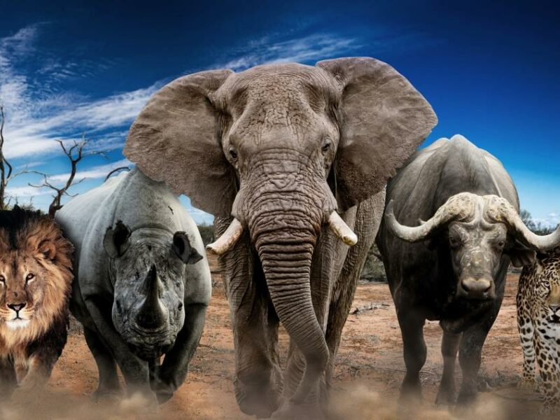 The African Big 5 hunt cost per animal can be quite steep.