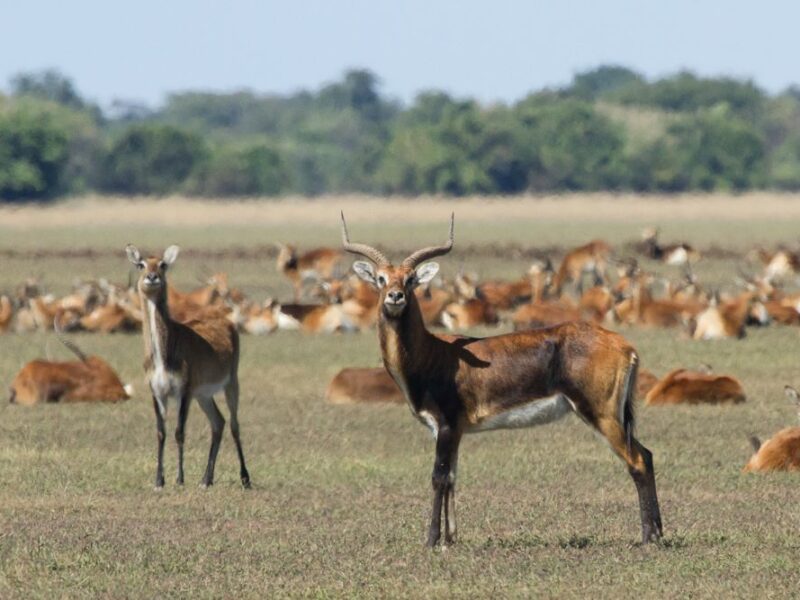 black lechwe antelope with more of the herd in the background