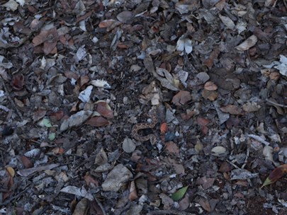 camouflaged puff adder