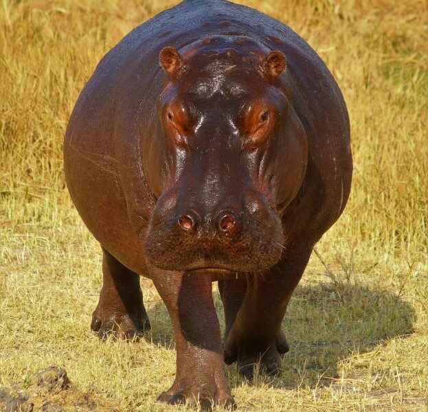 Hippo walking on grass