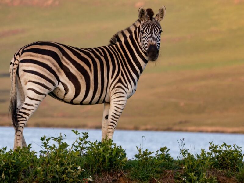 zebra standing at a waterhole
