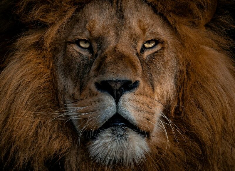 Close up of lion, front view, showing mane.