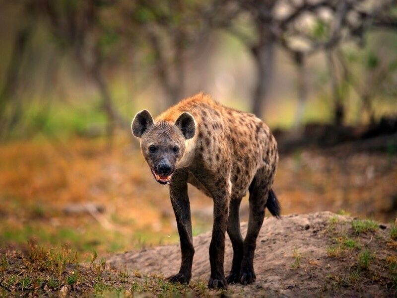 Spotted hyena in natural environment