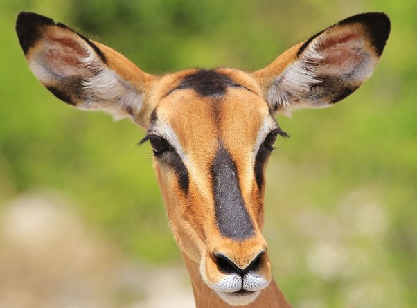 A Black-Faced Impala Ewe, the female does not have any horns.