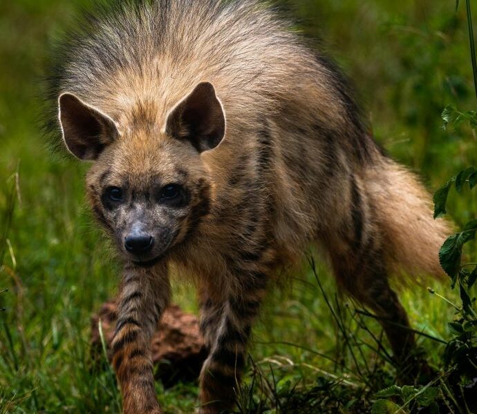 Hyena stalking in the grass