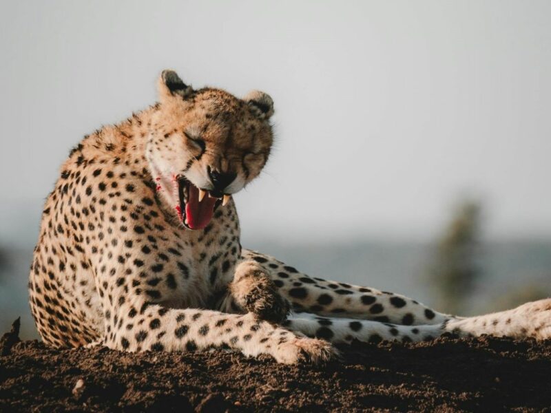 A satisfied looking Cheetah bearing his teeth