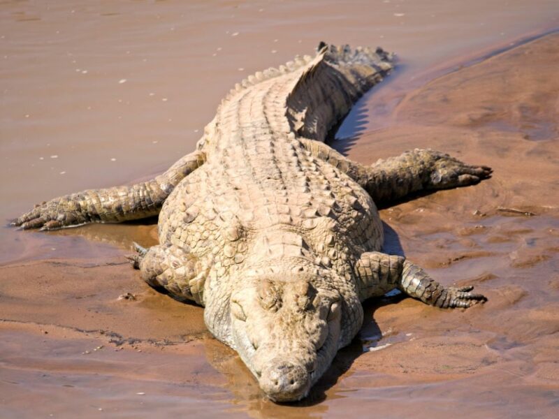 Crocodile lying on a river bank