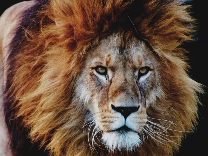 Close up of an African lion with a dark mane