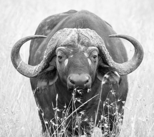 Buffalo bull with large horns standing in tall grass