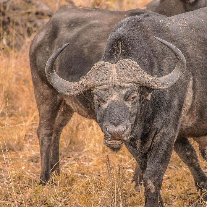 Frontal view of a Cape buffalo bull, including his large horns