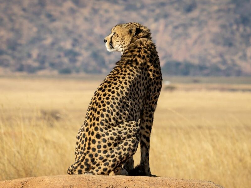 Back view of a cheetah, looking out over the veld