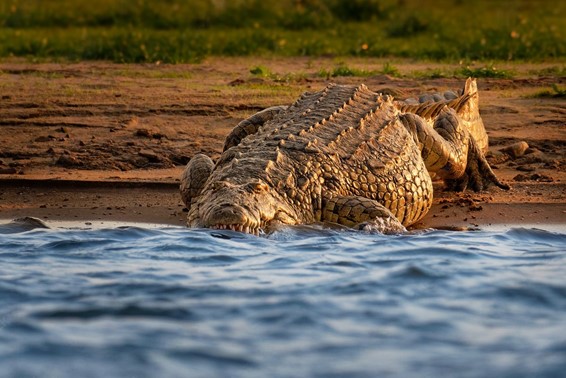 Large crocodile entering the water
