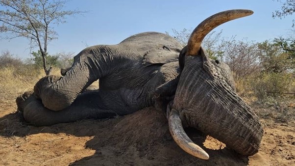 Dead elephant lying on its side