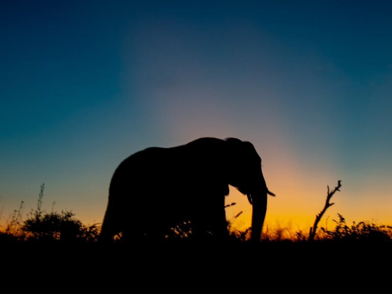 Elephant in open veld at sunset