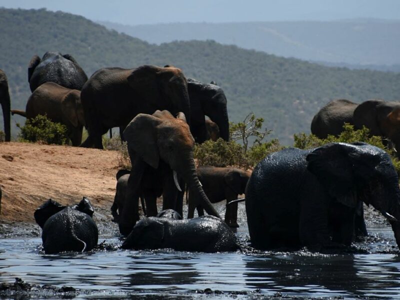 Elephants in the water, drinking and bathing