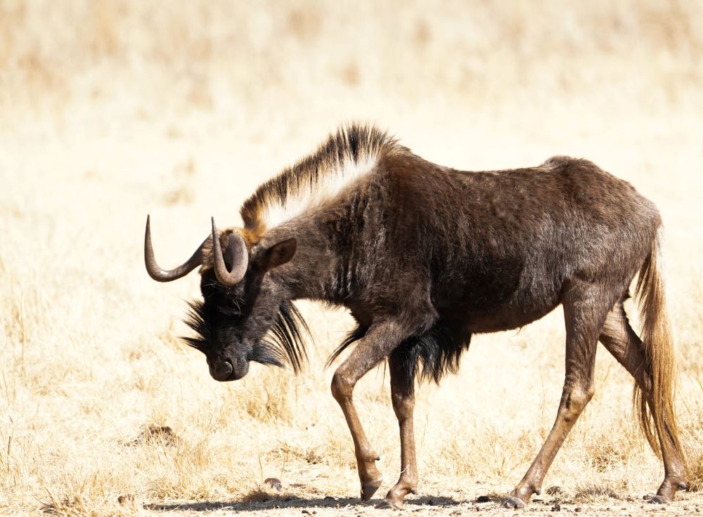 Wildebeest walking in the veld.