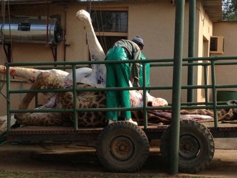 Giraffe being prepared for meat and trophy processing