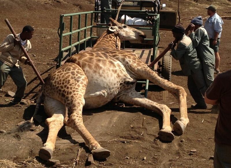 Giraffe hunted and loaded for processing