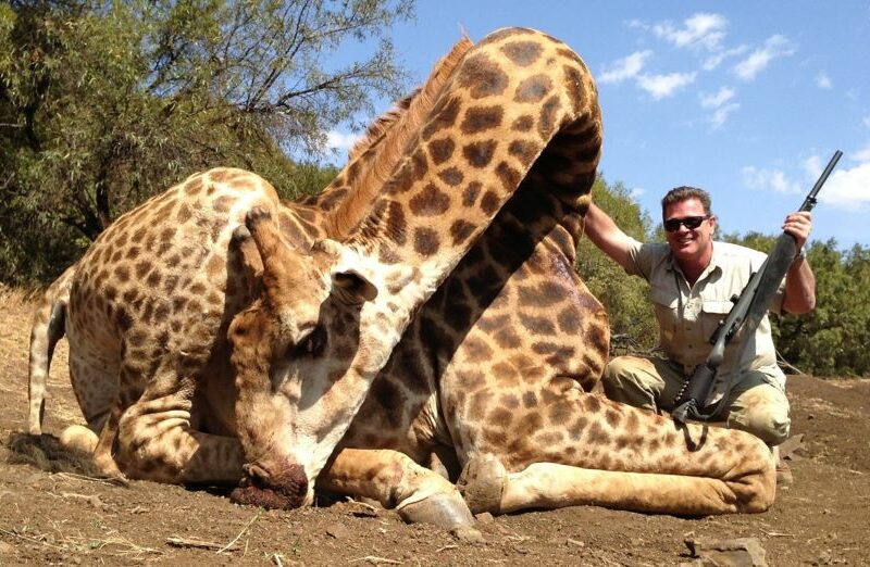 Giraffe Hunting Trophy