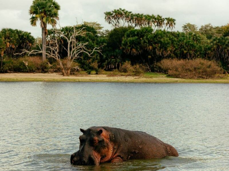 Hippo on a sandbank, lying in the shallow water