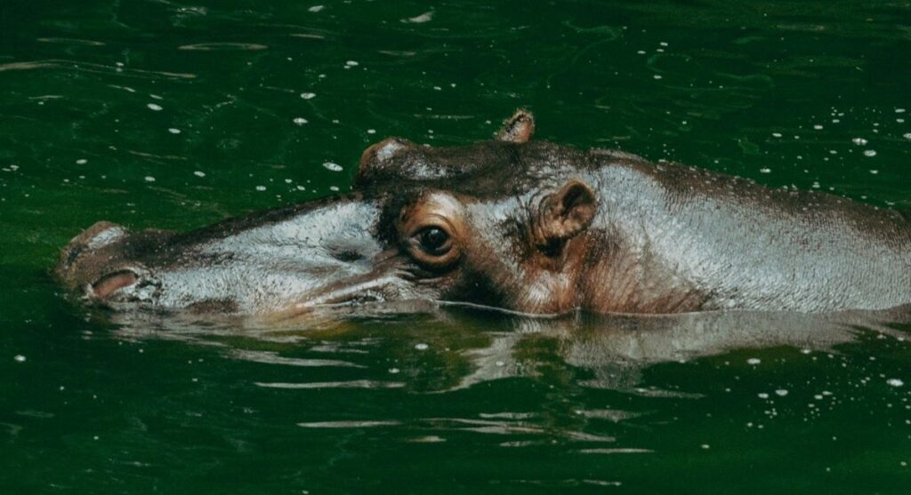 Hippo submerged in water