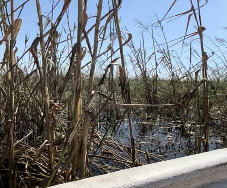 thick reeds on the edge of a river, as seen from a mokoro canoe.