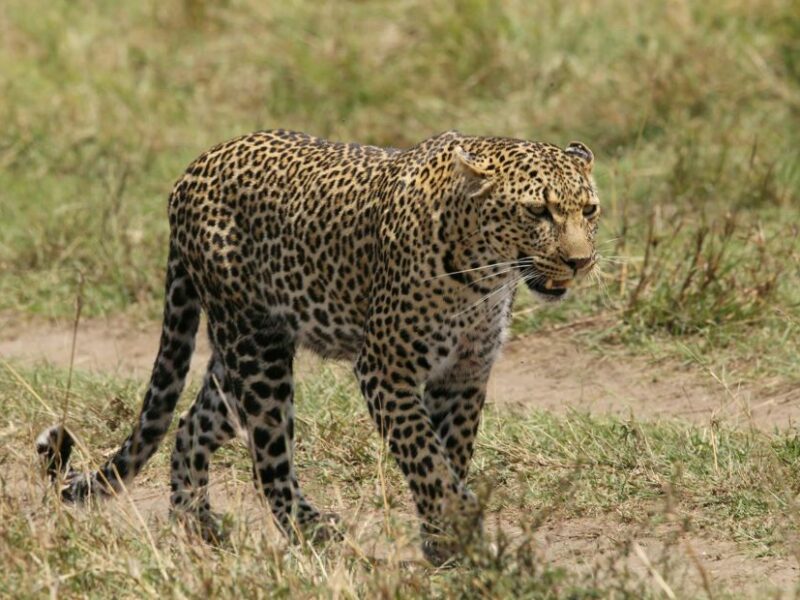 Leopard walking in the veld