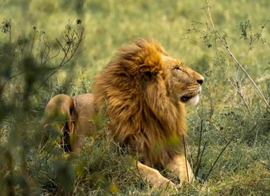 Side view of a lion lying in the grass