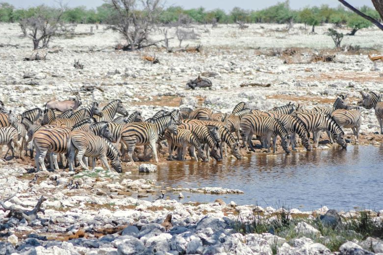 Herd of zebra drinking at a water hole