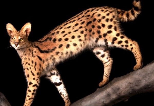 A mounted serval on a black background