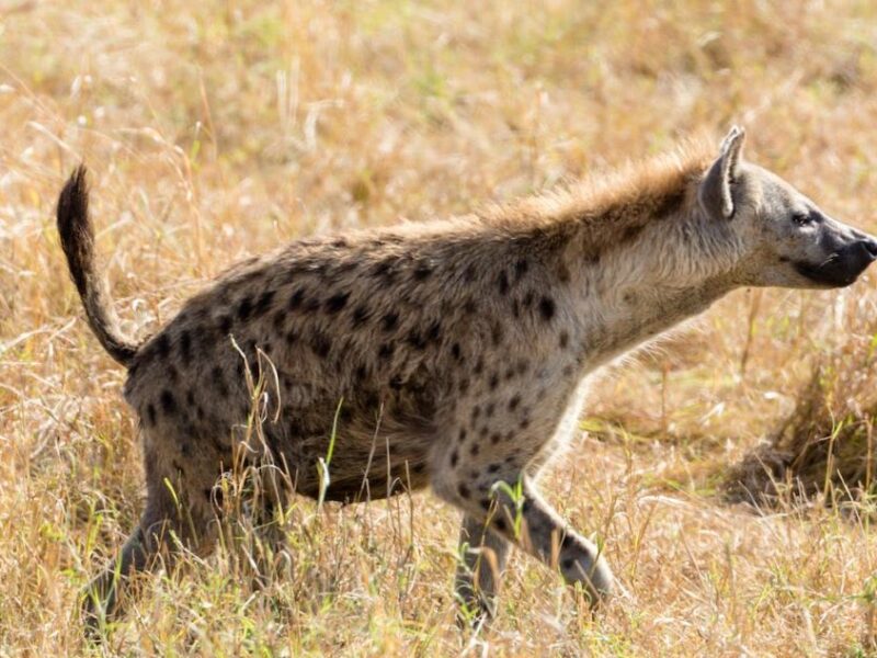 Spotted hyena, available for both traditional and bowhunting methods