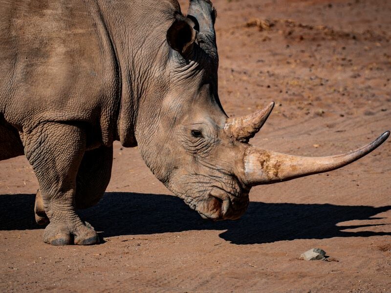 Black rhino in the wild