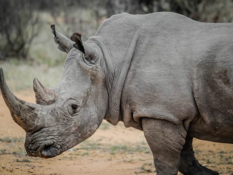 The Rhino is the most strictly controlled big game hunting target worldwide.