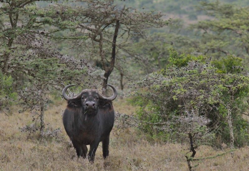 The boss of your African hunting safari. The Cape Buffalo.