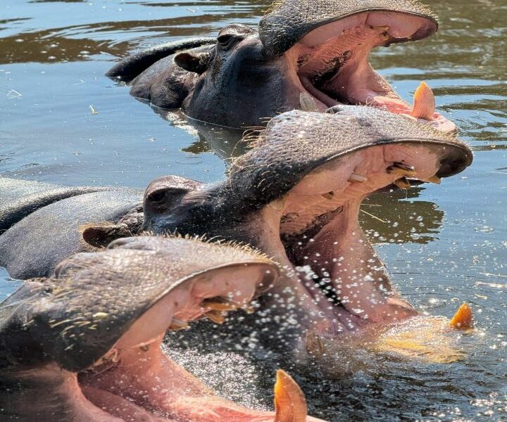 Close up headshot of three hippos with open mouths, showing their tusks