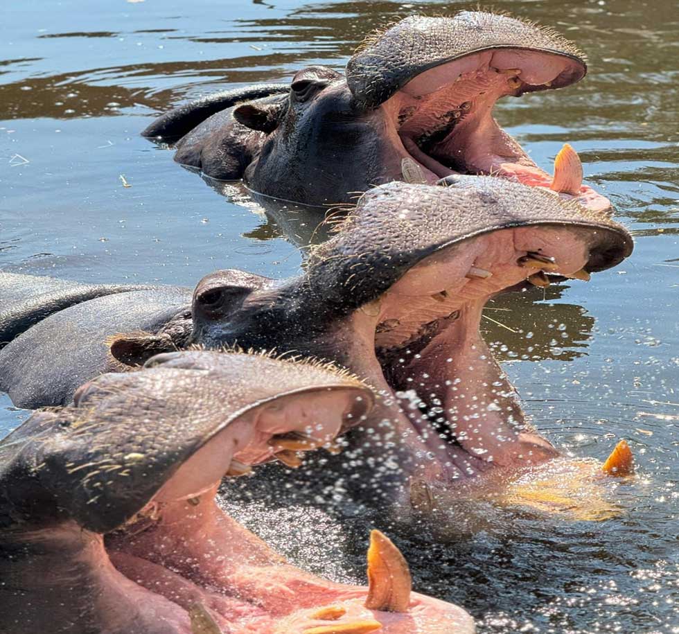 Three hippos showing off their large tusks