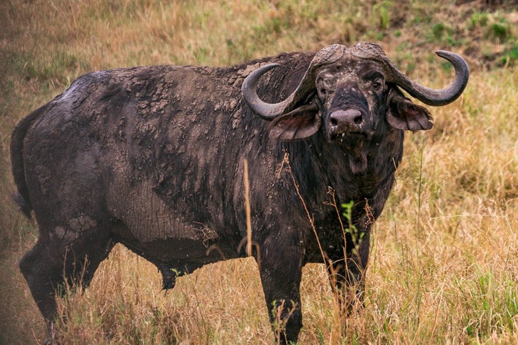 A buffalo bull covered in mud, referred to as a"dugga boy"