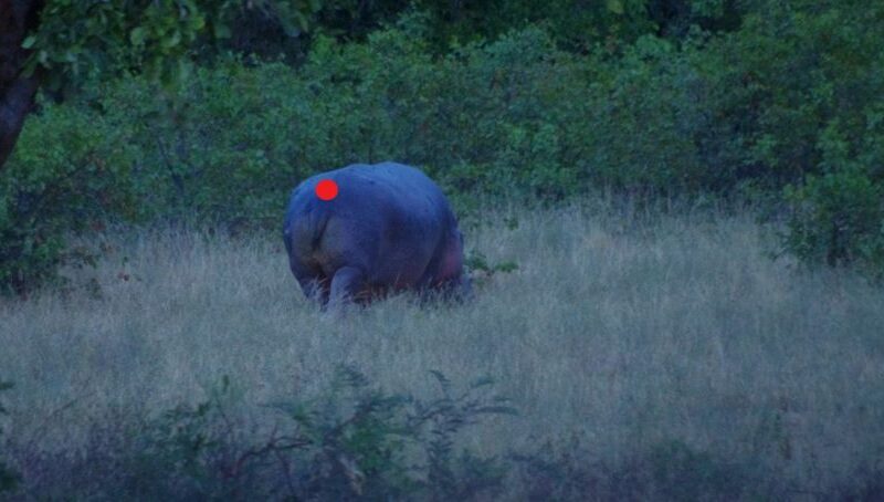 hippo shot placement