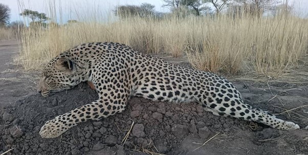 A Leopard Trophy presented in the classical African position